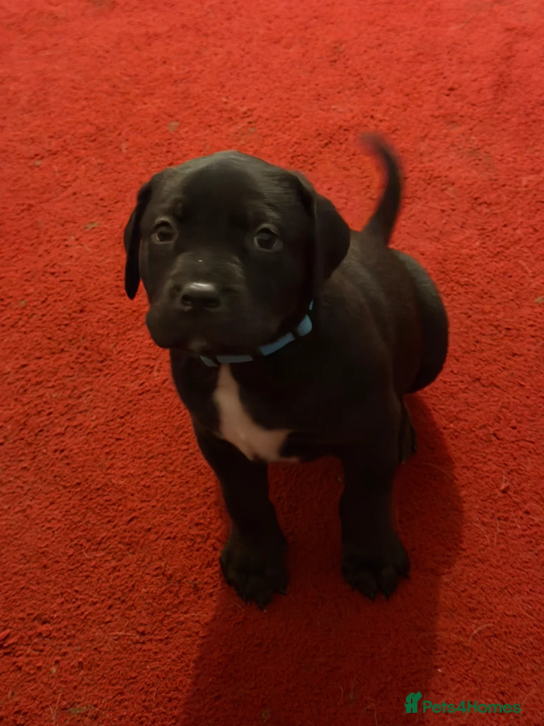 Mixed Breed dogs for sale: Staffordshire bull terrier cross Labrador - Advert 6