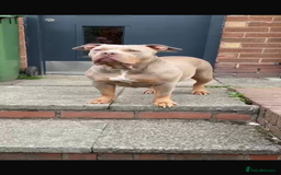 American Bully dogs for sale: American Pocket Bully (3 Generations).  - Image 3