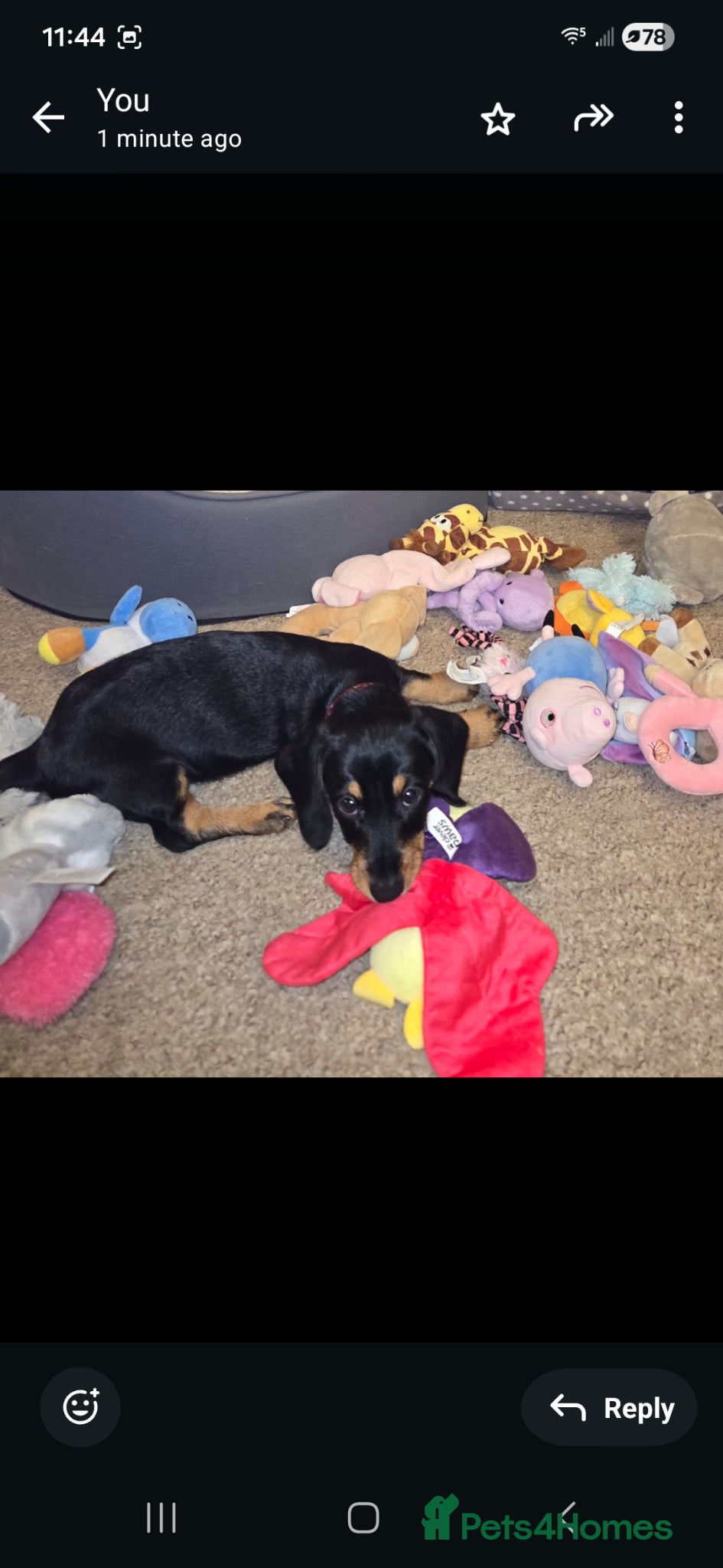 Dachshund dogs Dachshund  - Advert 1