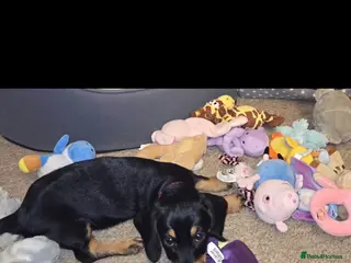 Dachshund dogs Dachshund - Advert 5