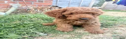 Cockapoo dogs for sale:  All puppies now rehomed 🐾🐾🐾 - Advert 12