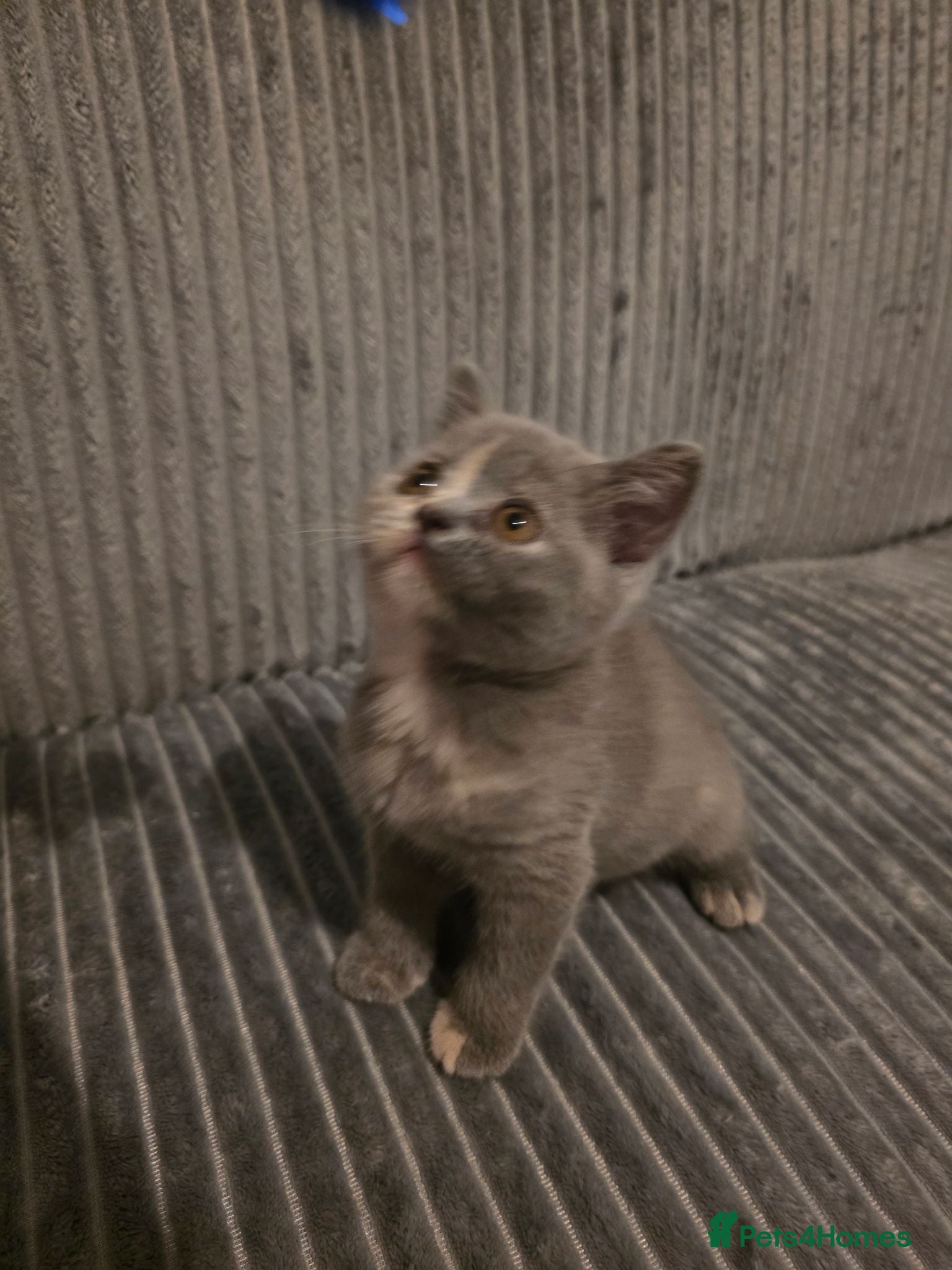 British Shorthair cats 5 Beautiful British Shorthair Kittens  - Advert 1