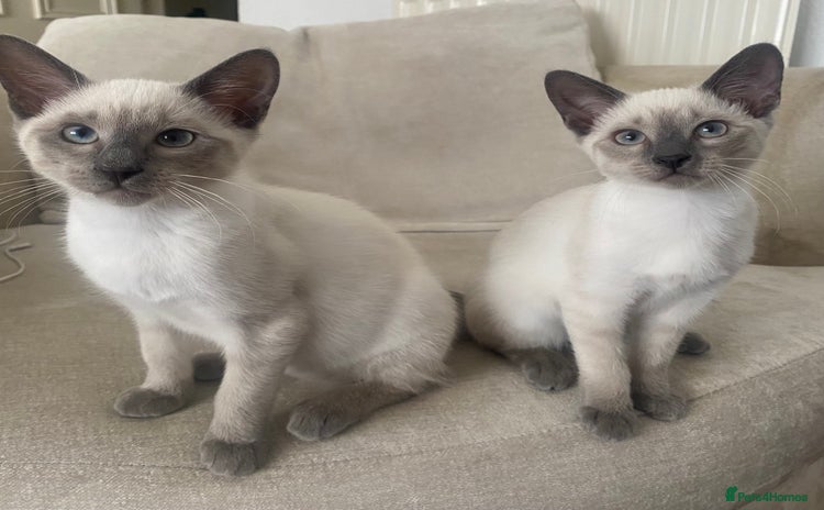 Siamese cats - Advert 7