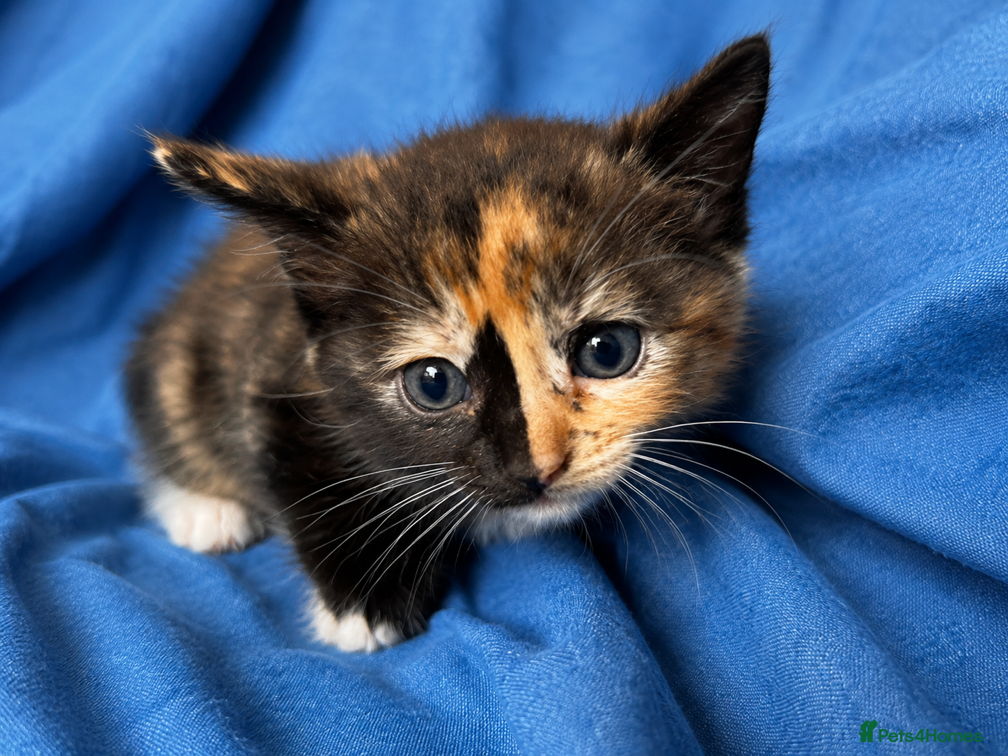 Ragdoll cats for sale: Beautiful Ragdoll cross kittens - Advert 5