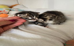 Mixed Breed cats for sale: Kittens boys mixed breed fluffy  - Image 8