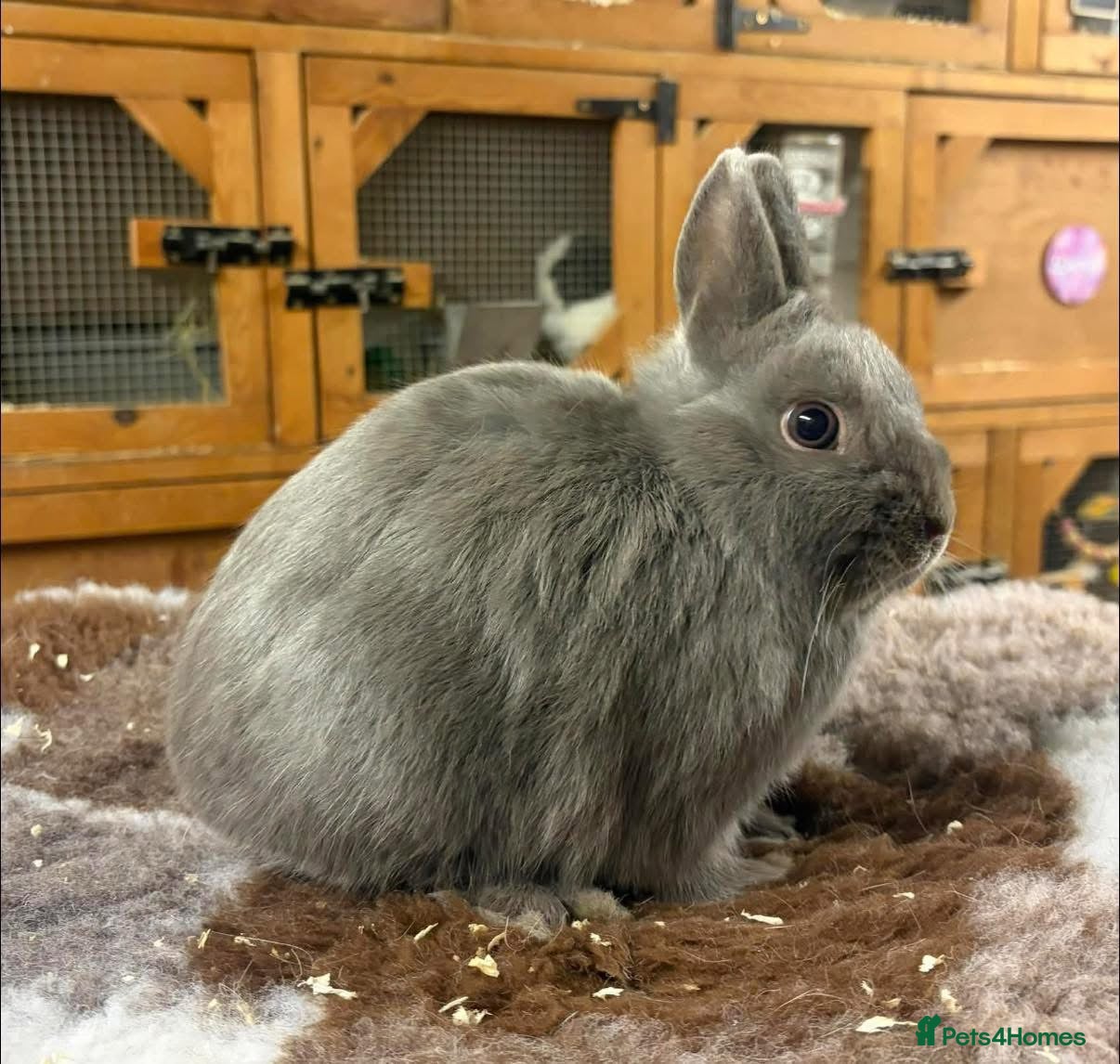 Netherland Dwarf rabbits Lilac Self Buck - Advert 2