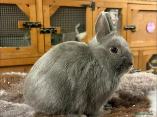 Netherland Dwarf rabbits Lilac Self Buck - Advert 2