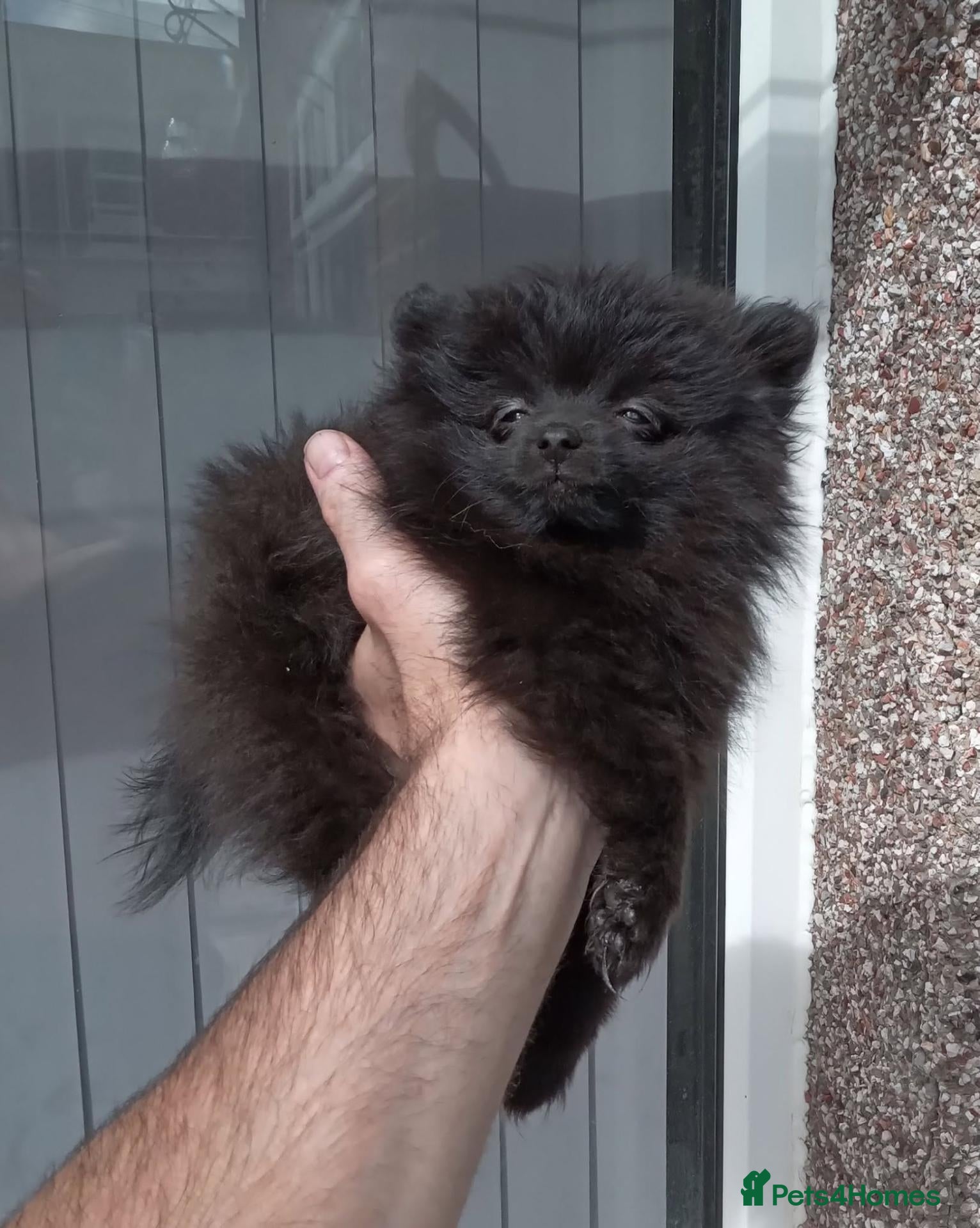 Pomeranian dogs Pomeranian puppies  - Advert 2