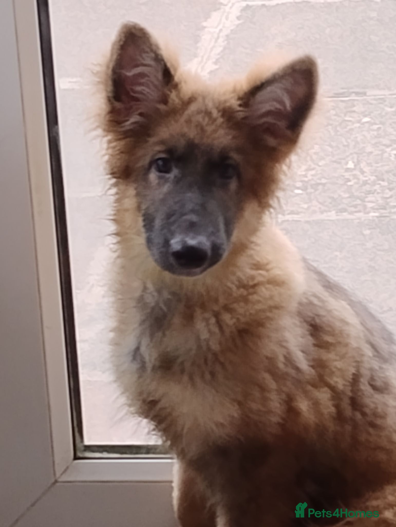 German Shepherd dogs Izzy Blue Bell and Violet German Shepherd Puppies - Advert 12