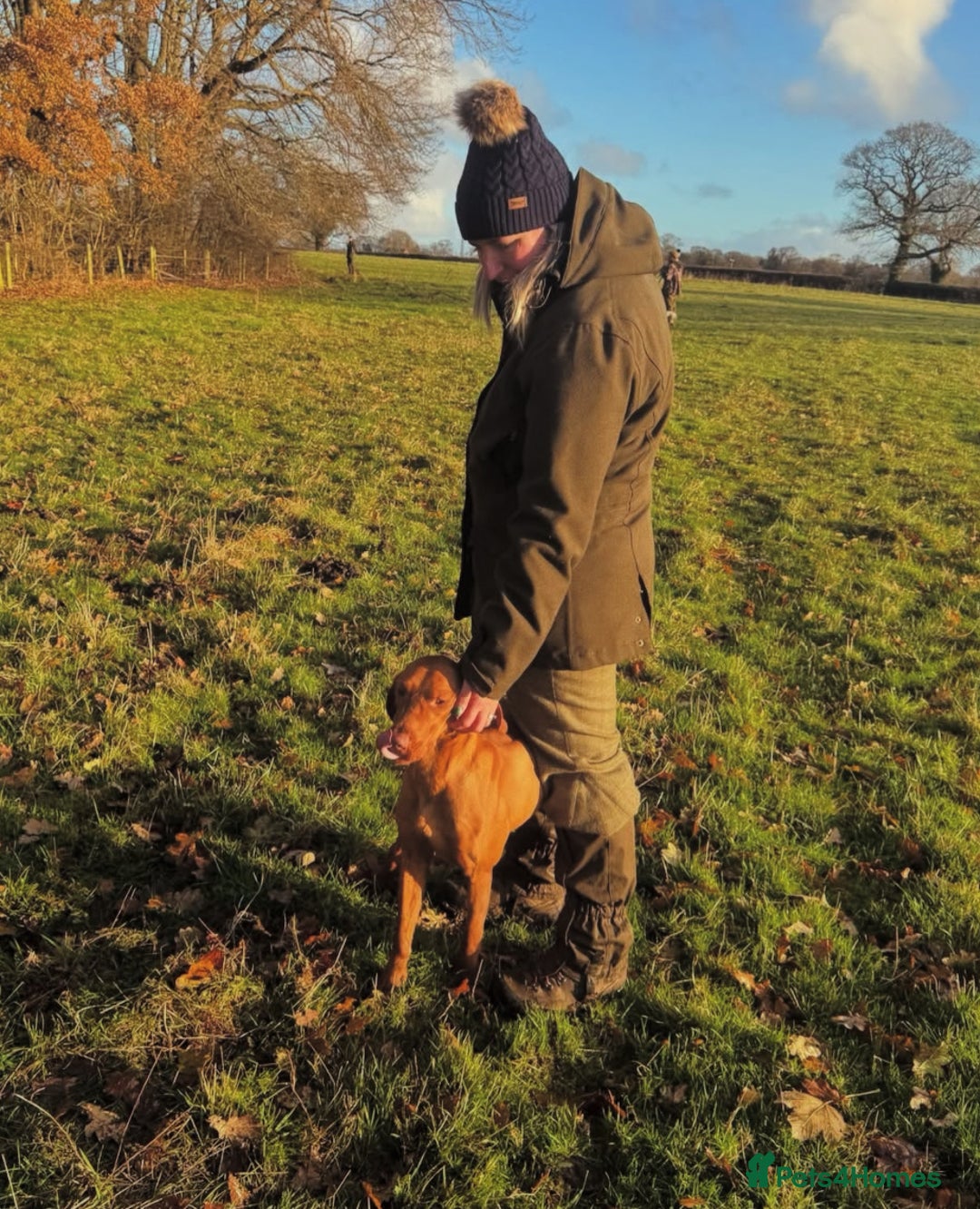 Hungarian Vizsla dogs for sale: Gamekeeper bred KC registered Crufts progeny - Image 26