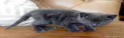 Mixed Breed cats for sale: Gorgeous Rag Doll/Maine Coon/Russian Blue X - Advert 5