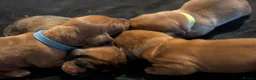 Miniature Dachshund dogs for sale: Miniature dashaund puppies  - Advert 19