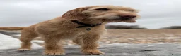 Mixed Breed dogs for sale: Beautiful working line and family pups  - Advert 5