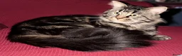 Maine Coon cats for sale: Maine Coon  in Craigavon - Advert 3