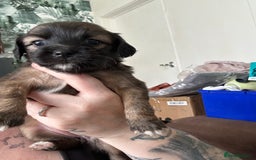Mixed Breed dogs for sale: American cocker spaniel x Pomeranian  - Image 30