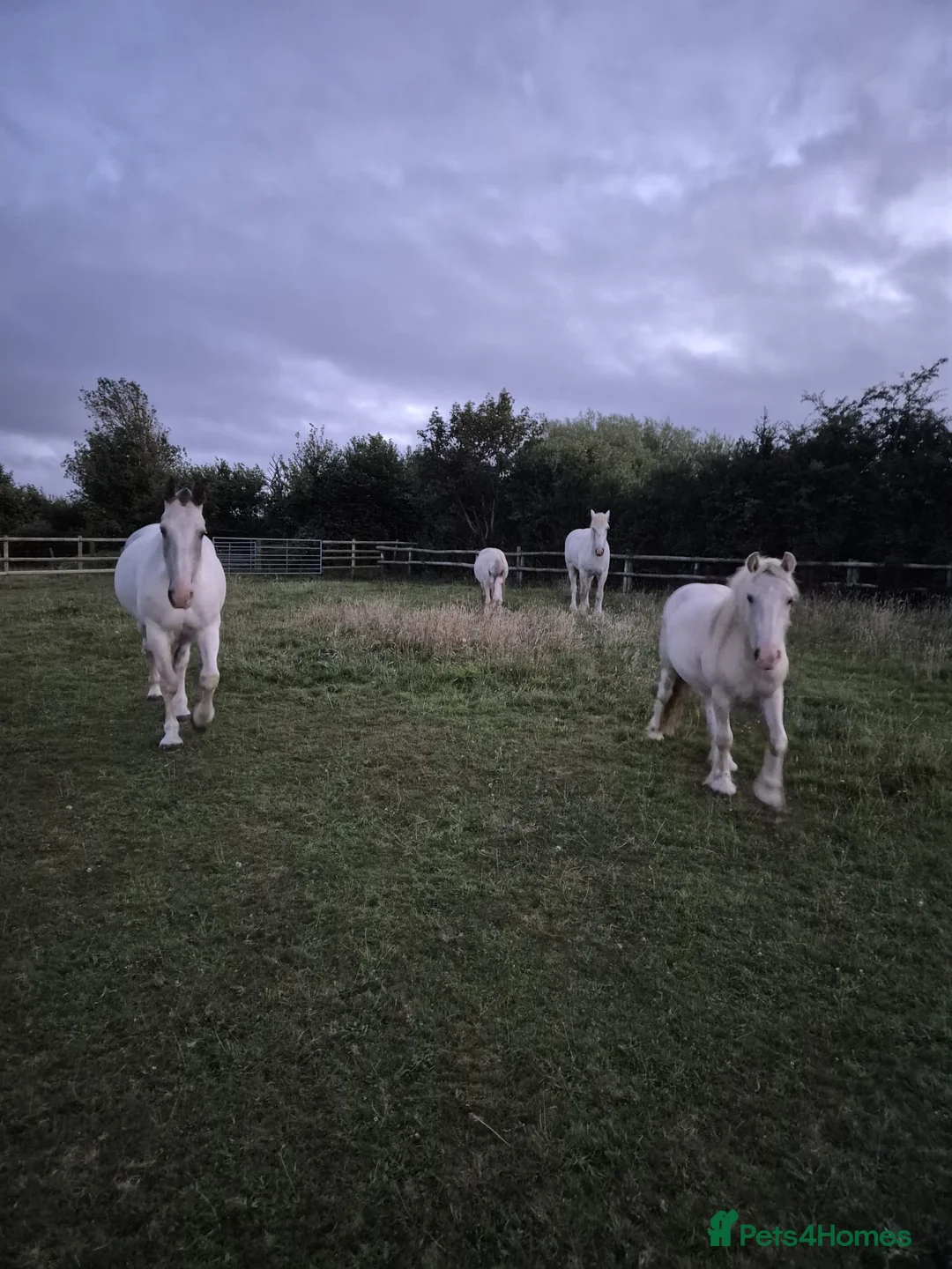 Irish Cob horses for sale: Palomino Gelding Rising 3yrs in July.   - Advert 2