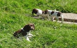 English Springer Spaniel dogs for sale: English Springer Spaniel Puppy 2 - English Springer Spaniel Puppies - Image 24