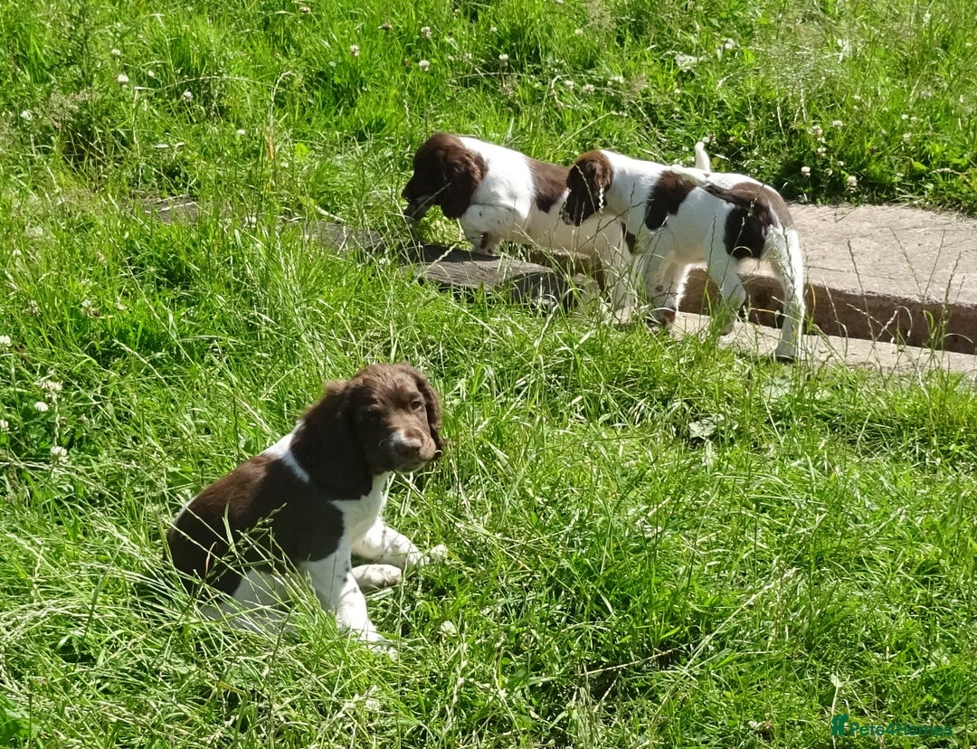 English Springer Spaniel dogs for sale: English Springer Spaniel Puppy 2 - English Springer Spaniel Puppies - Image 24