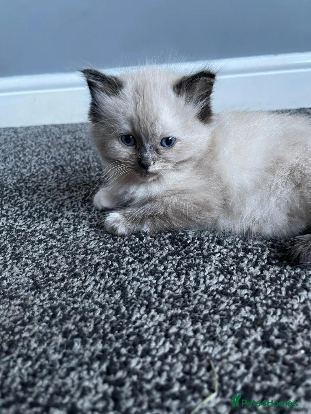 Ragdoll cats for sale: Ragdoll Kittens  - Advert 2