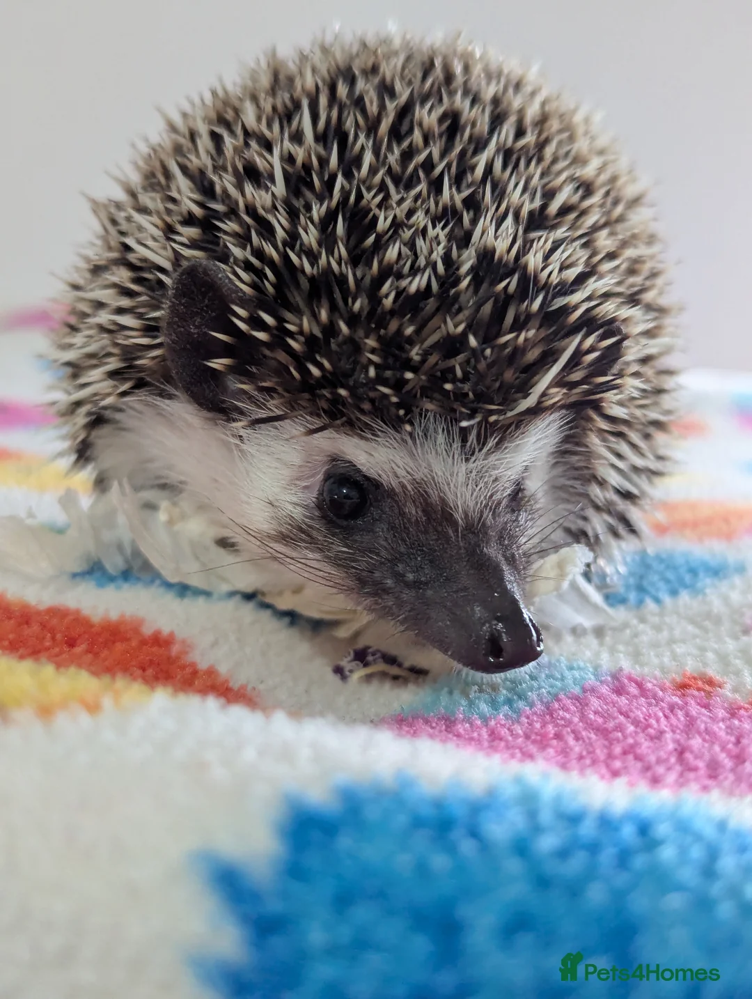 Pygmy Hedgehog rodents for sale: Beautiful Female Hoglet /Ready Now/Reduced!! - Advert 8
