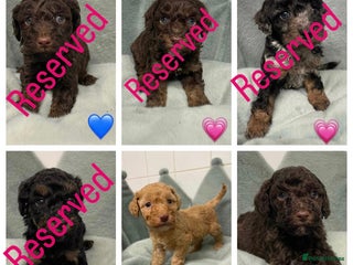 Cavapoo dogs Ready 22nd Dec f1b cavapoos - Advert 4