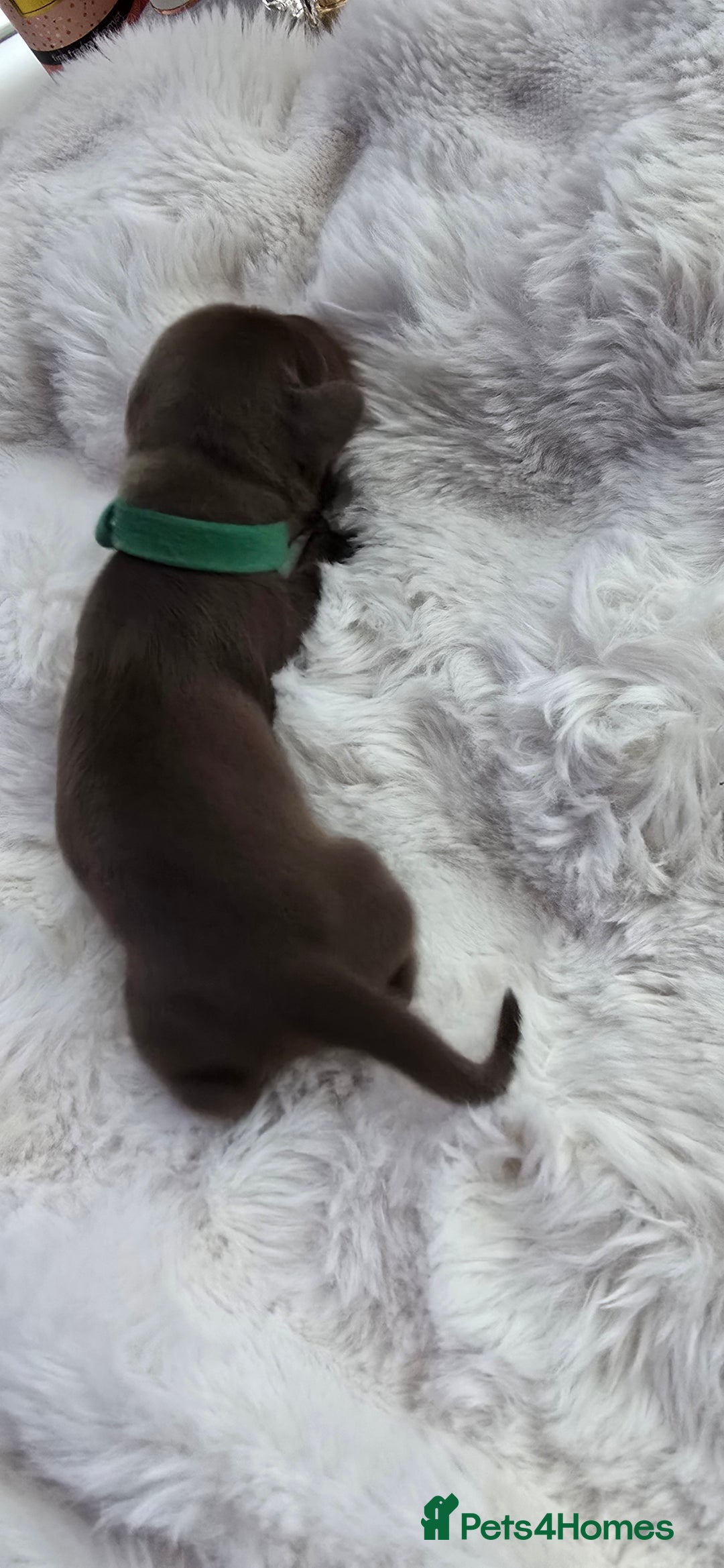Miniature Dachshund dogs for sale: KC registered miniature Dachshund 🐶  - Advert 17