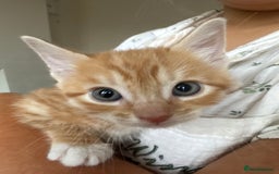 Mixed Breed cats for sale: Kittens  - Image 4