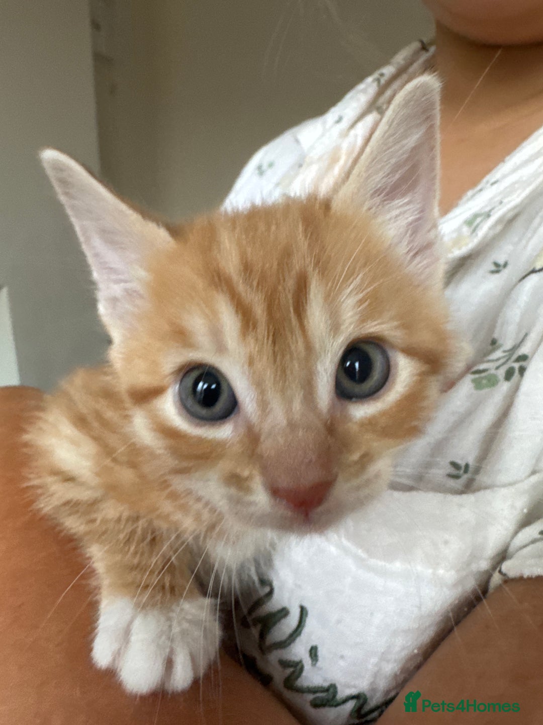 Mixed Breed cats for sale: Kittens  - Image 4