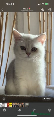 British Shorthair cats - Advert 3