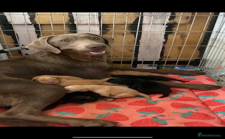 Labrador Retriever dogs - Advert 7