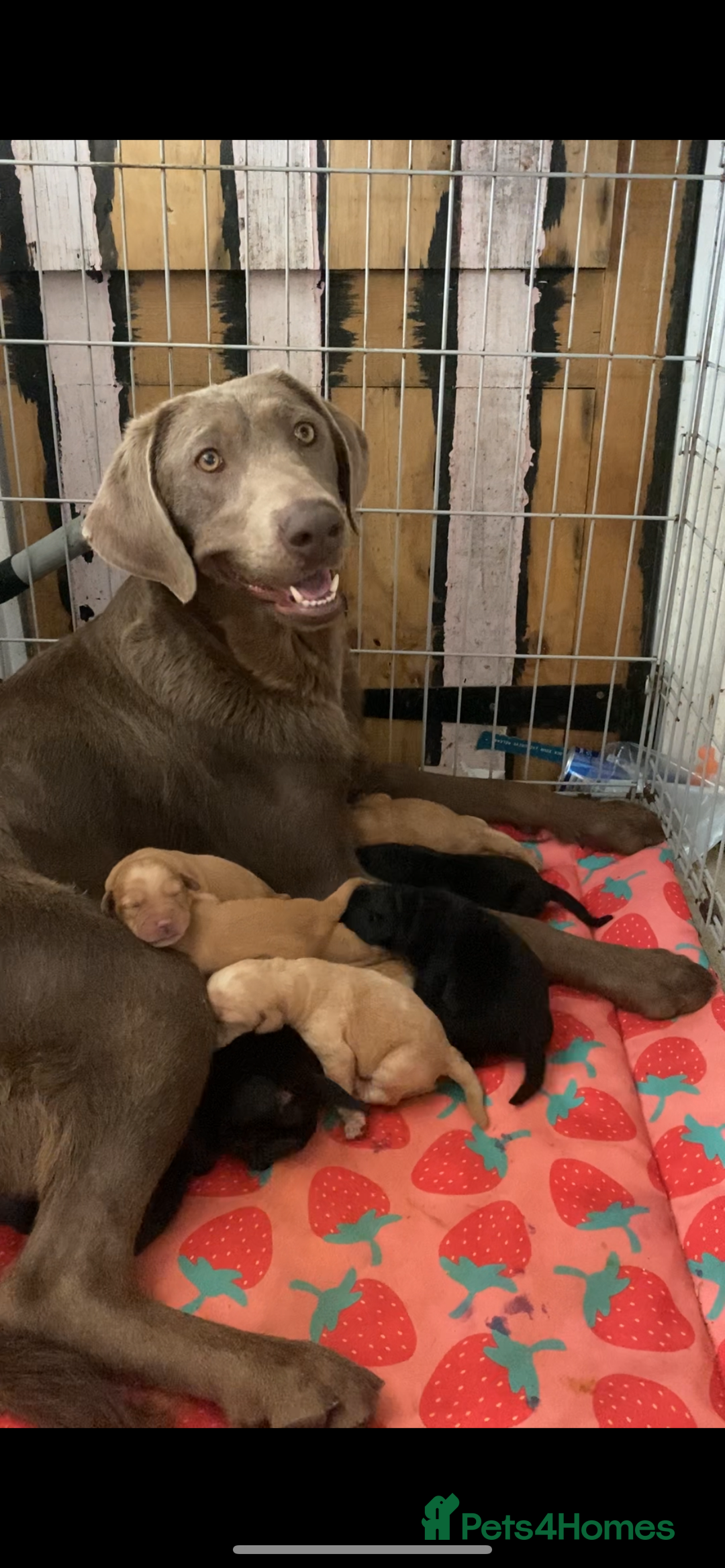 Labrador Retriever dogs for sale: Kc reg Labrador puppies injections flea worm chip - Image 1