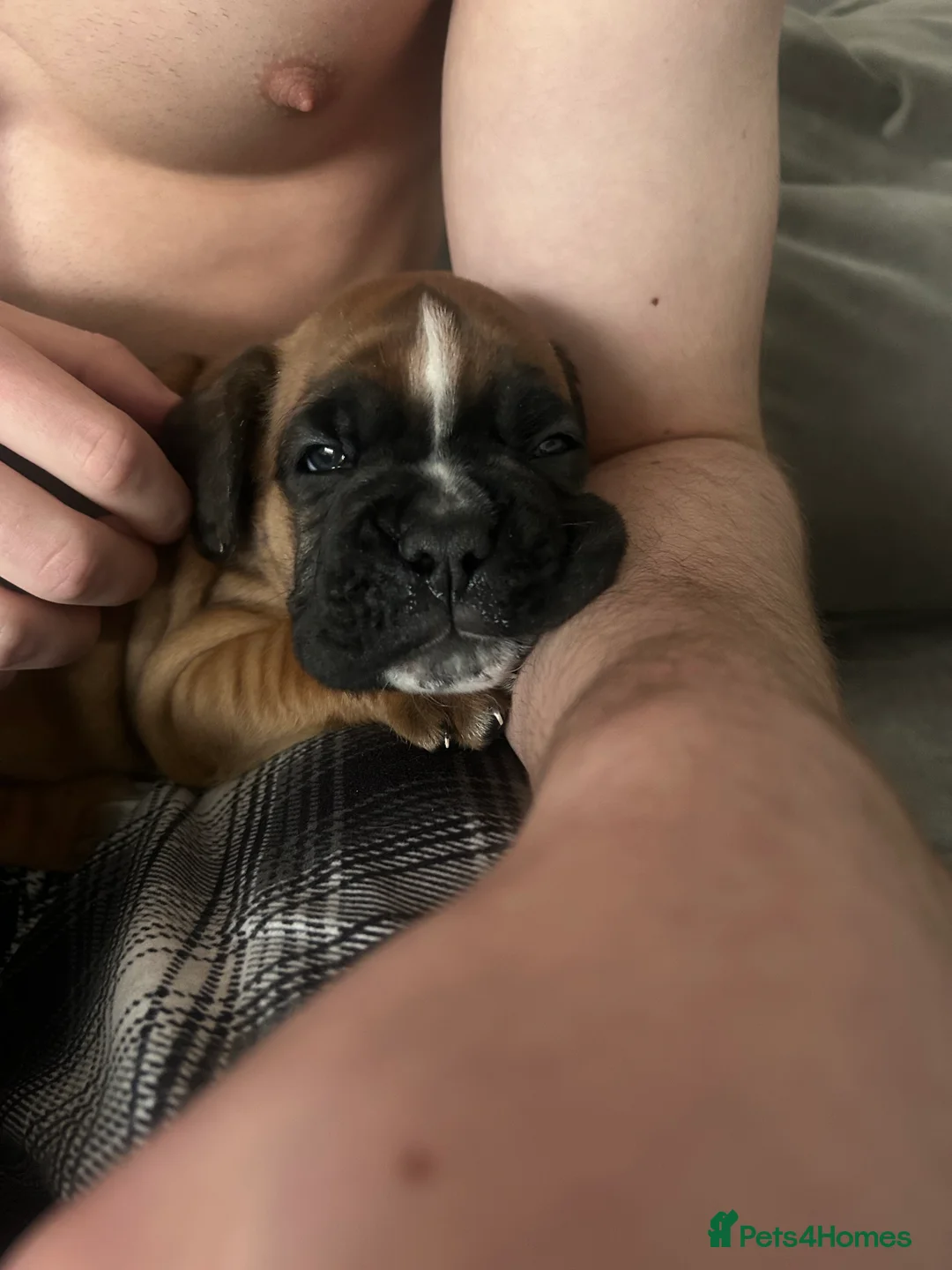 Boxer dogs for sale: Exceptional Litter - World Champion Bloodline  - Advert 4