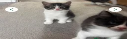 British Shorthair cats for sale: 7 short hair kittens  - Advert 12