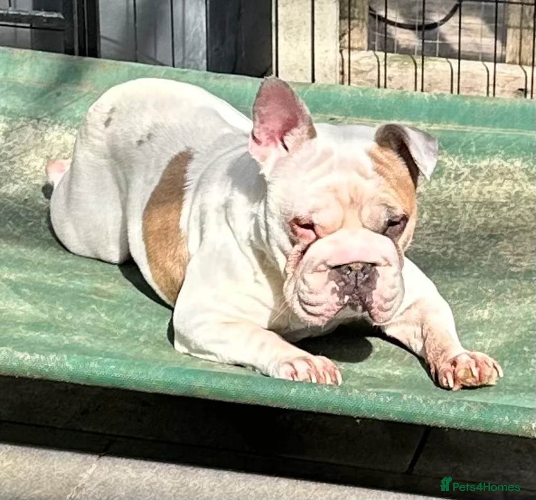 French Bulldog dogs for sale: French Bulldog Pair - Advert 20