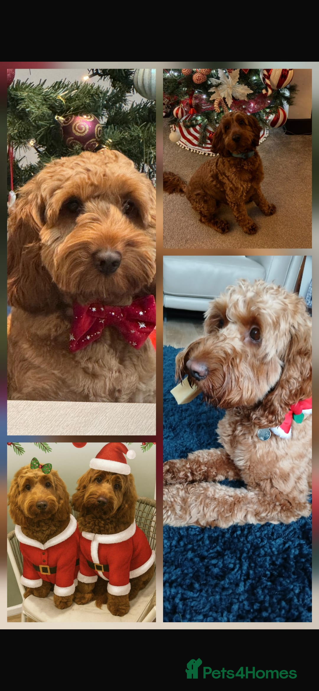 Cockapoo dogs for sale: COCKERPOO QUALITY HEALTH TESTED PUPPIES - Advert 12