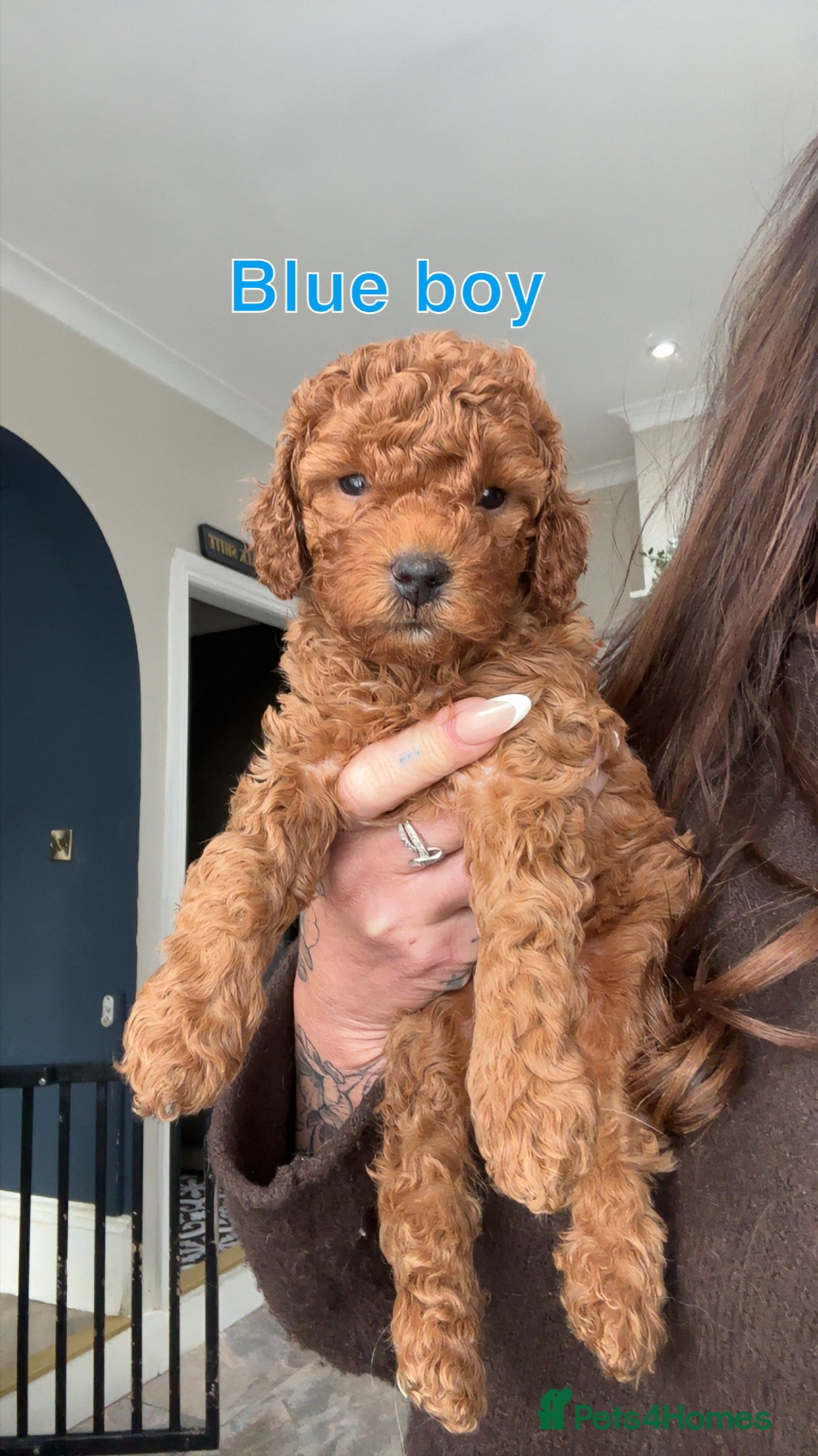 Cavapoo dogs 🐶Perfect Toy Cavapoos (Health Tested)🐶 - Advert 4