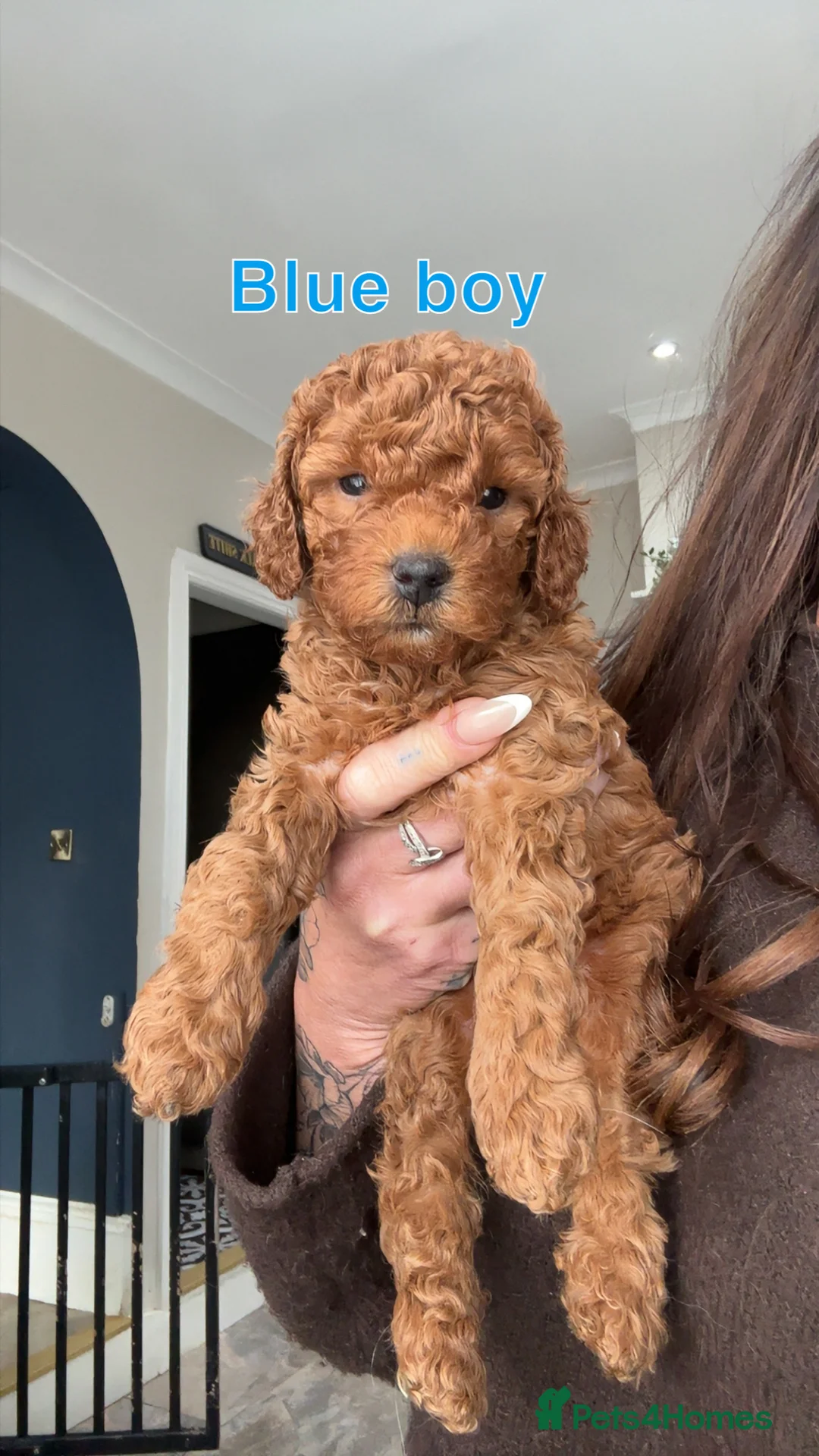 Cavapoo dogs for sale: 🐶Perfect Toy Cavapoos (Health Tested)🐶 - Advert 7