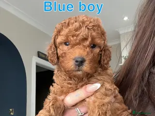 Cavapoo dogs 🐶Perfect Toy Cavapoos (Health Tested)🐶 - Advert 4