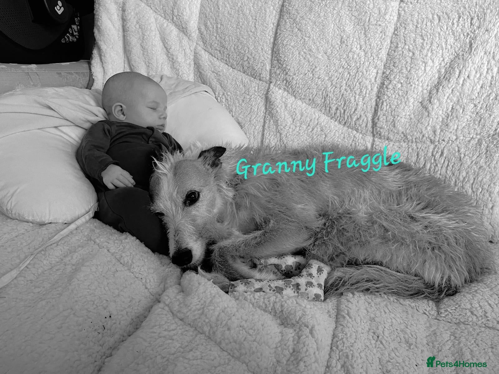 Mixed Breed dogs Beautiful Bedlington whippet puppies for sale - Advert 2