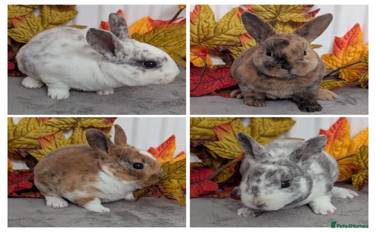 Rex rabbits - Advert 3