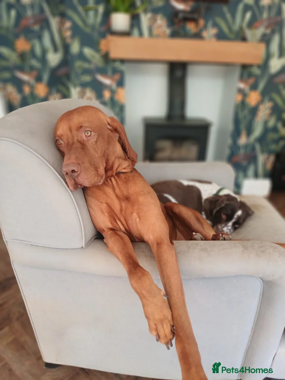 Hungarian Vizsla dogs for stud: Big Norman - Advert 2