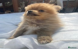 Pomeranian dogs for sale: Beautiful Russian bloodline Pomeranian puppies - Image 35
