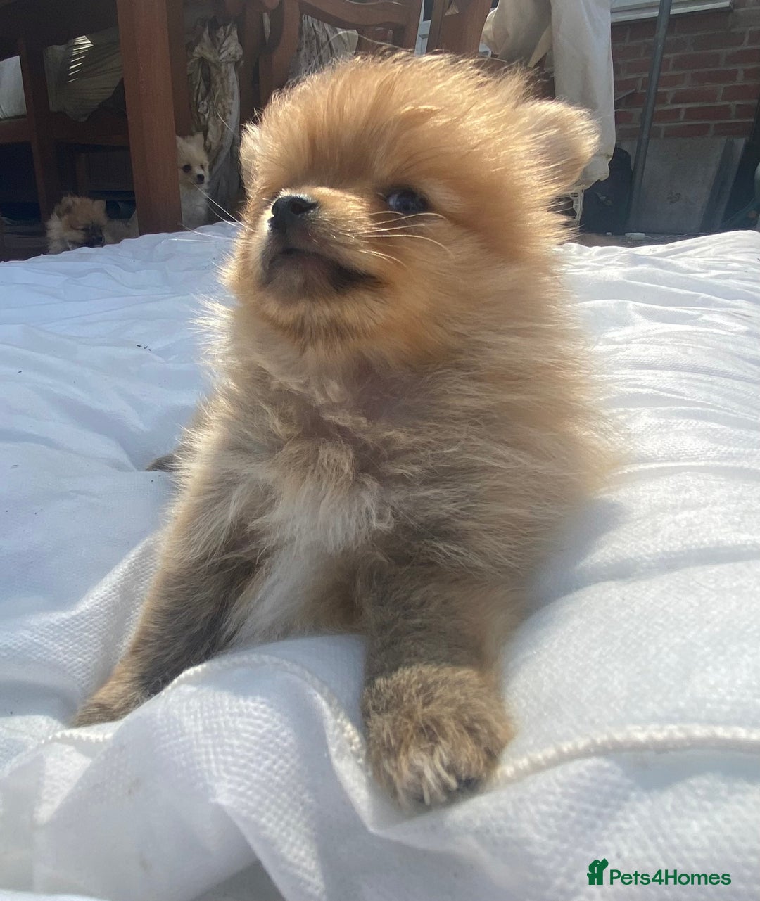 Pomeranian dogs for sale: Beautiful Russian bloodline Pomeranian puppies - Image 35