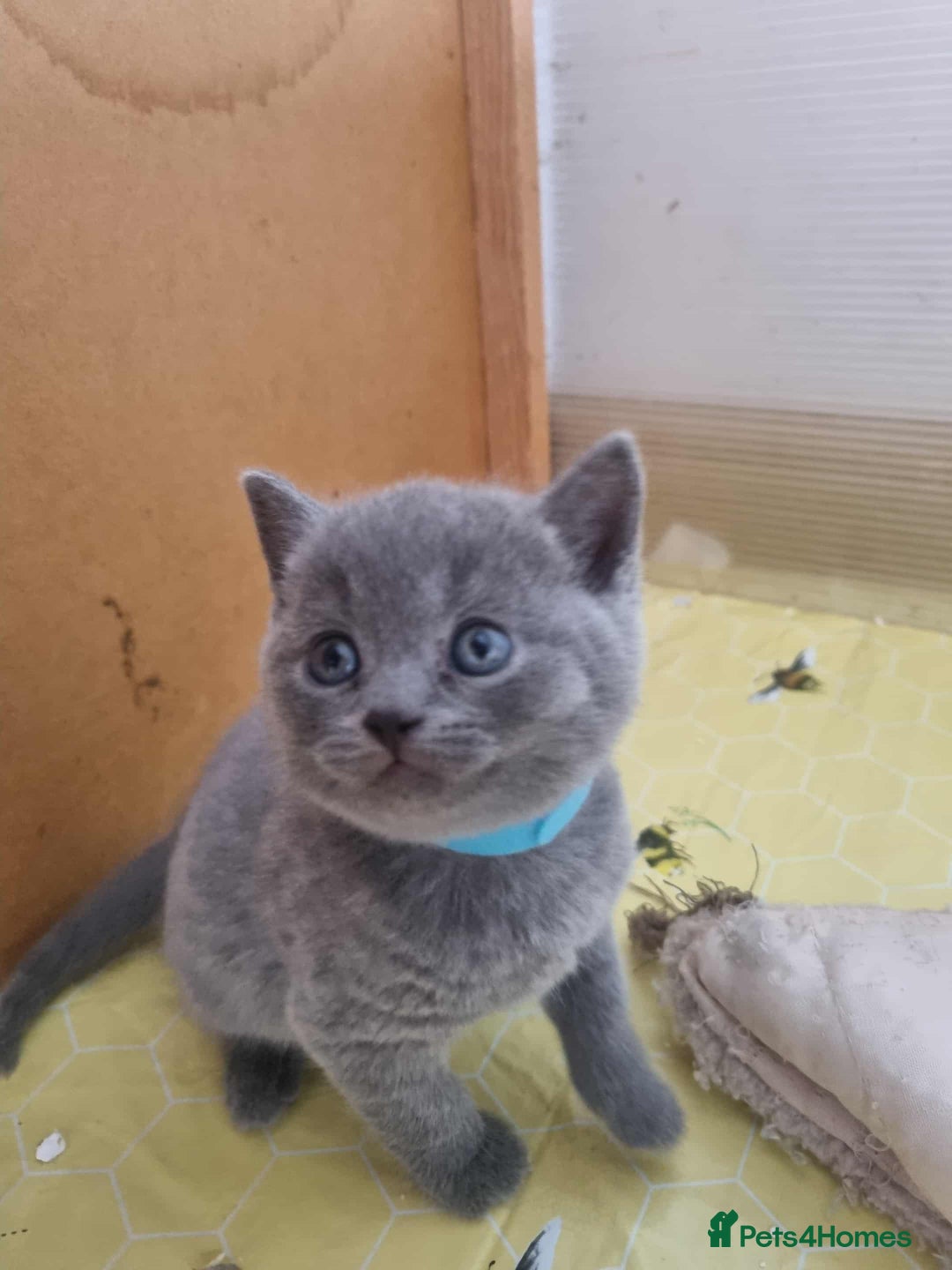 Brazilian Shorthair cats for sale: 🐾Beautiful British Shorthair Kittens 🐾 - Image 8