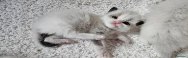 Ragdoll 2