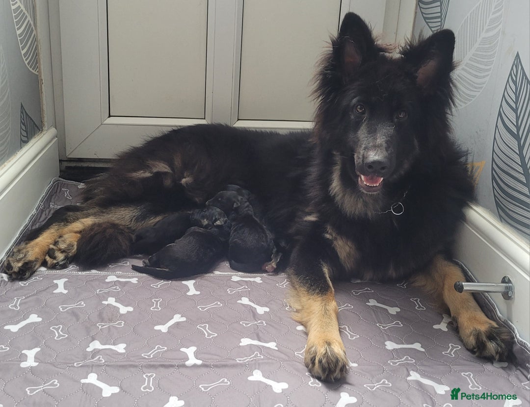 German Shepherd dogs for sale: Stunning chunky long haired German Shepherd puppy - Image 2