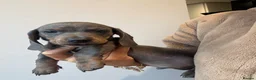 Dachshund dogs for sale: 1 female 4 male beautiful dachshund puppies  - Advert 10