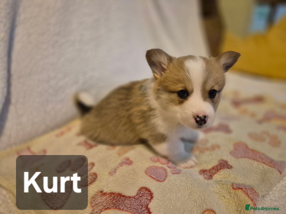 Welsh Corgi Pembroke dogs for sale: 8 Pembroke corgi puppy's - Advert 14