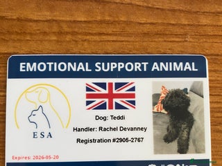 Poochon dogs Teddi service dog - Advert 1