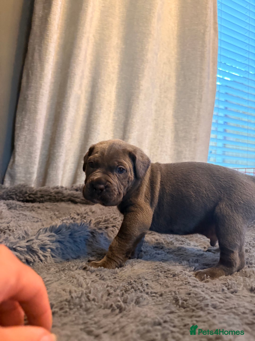 Cane Corso dogs for sale: Exceptional, Champion Bloodline Cane Corso Puppies - Advert 14